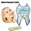 Crazylife Dental Material Temporary Crown Oral Cavity Porcelain Teeth Temporary Crown Dental Veneer Dentures Anterior Teeth Posterior Teeth Crowns
